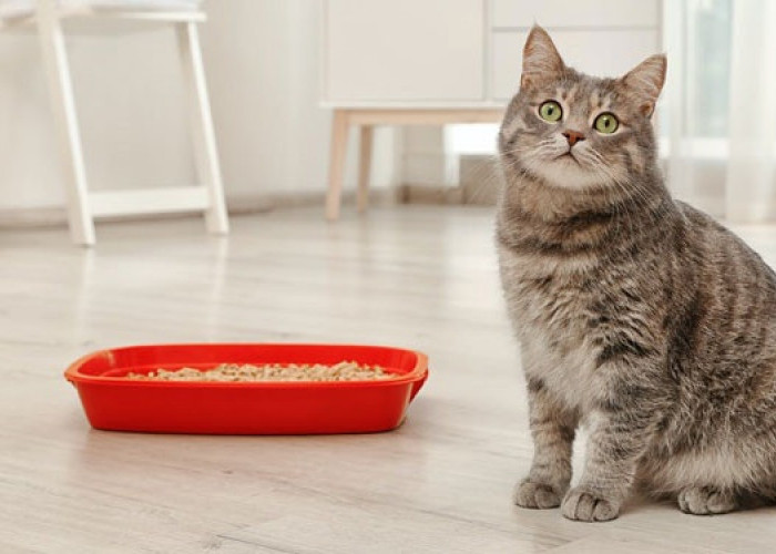 Inilah 6 Cara Mengatasi Bau Kotoran Kucing di Pasir, Ayo Buat Lingkungan Bersih! Apakah No. 1 Bisa Dilakukan?