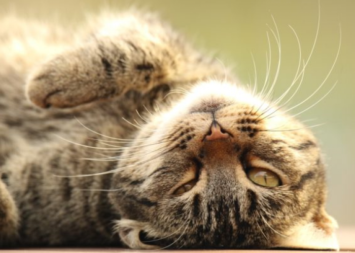 Jarang Diketahui! Ternyata Ini 6 Alasan Kucing Suka Pergi Keluar Rumah, Menurut Pakar Hewan