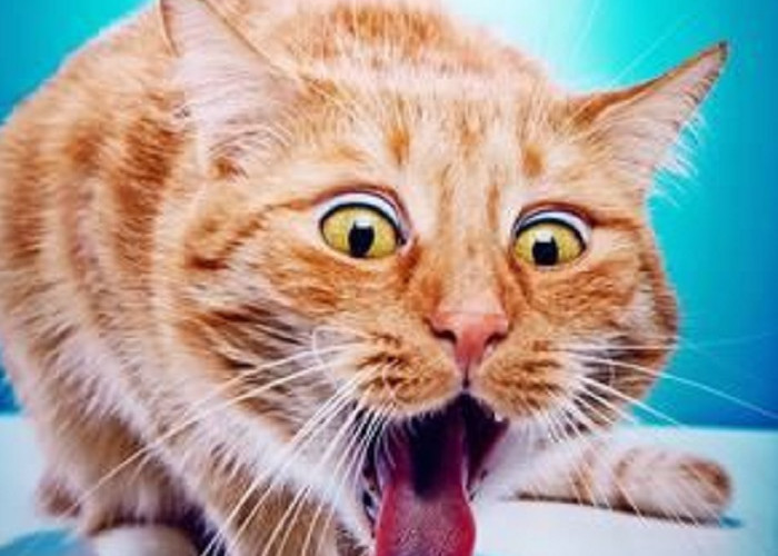Cocok Untuk Mengusir Kucing Liar Tanpa Menyakiti, Berikut 6 Bau Yang Tidak Disukai Kucing 