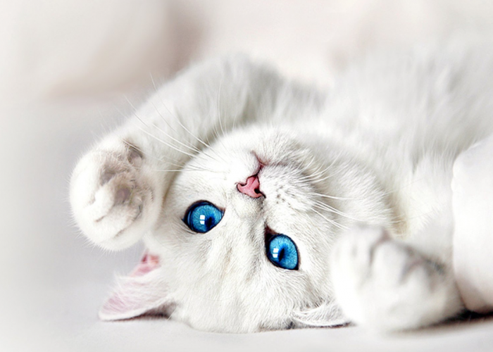 Tertarik dengan Kucing Mata Biru? Berikut 5 Ras Kucing Bermata Biru yang Bisa Memikat Catlovers