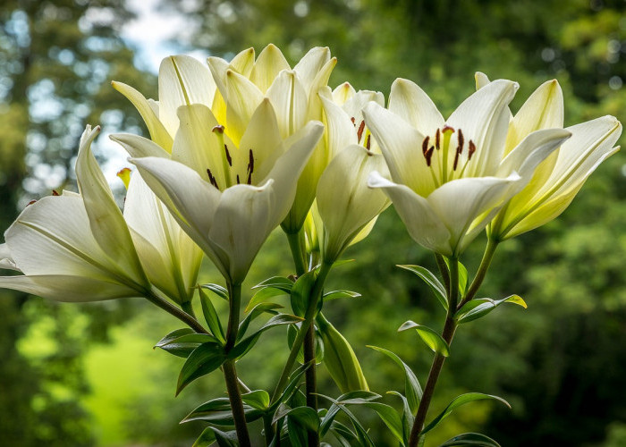 Punya Tampilan Menarik dan Aroma Semerbak, Ini 5 Jenis Tanaman Bunga Lili, yang Cocok Jadi Dekorasi Rumah