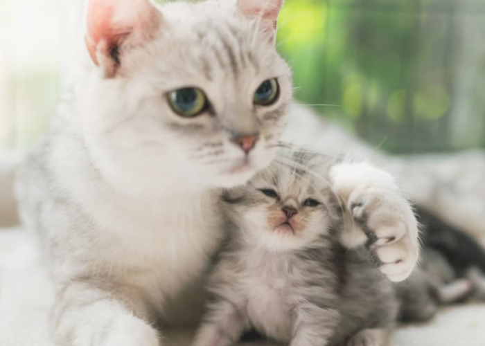 Ternyata inilah Alasan Kenapa Kucing Memakan Anaknya Sendiri Setelah Melahirkan