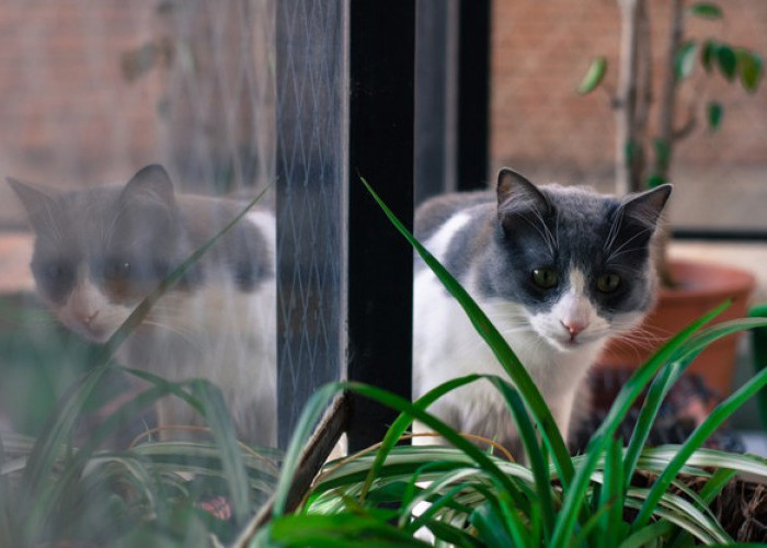 Pemilik Kucing Harus Selektif! Ini 5 Jenis Tanaman Hias yang Beracun Bagi Kucing, Sering Jadi Tanaman Indoor
