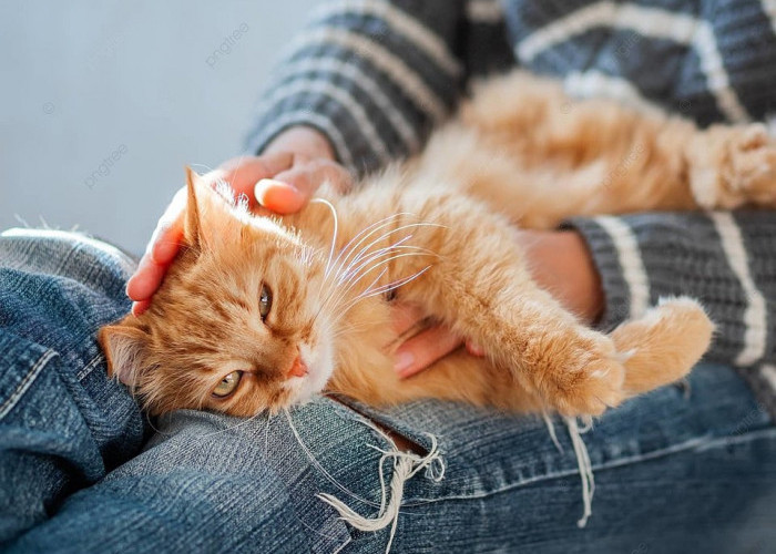 Jadi Tempat Tidur Favorit Kucing, Ternyata Ini 5 Alasan Kucing Suka Tidur di Pangkuan Kita atau Pemiliknya