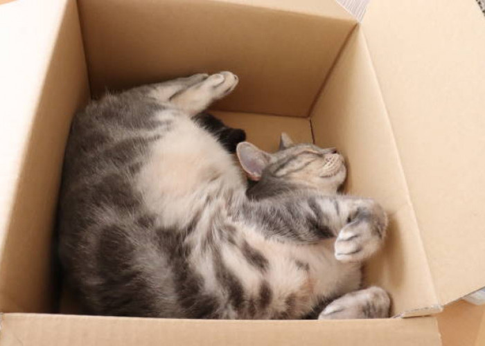 Kebiasaan Unik Kucing, Ini 4 Alasan Kenapa Kucing Suka Tidur di Kotak Kardus, Ternyata Tempat Favorit Kucing!