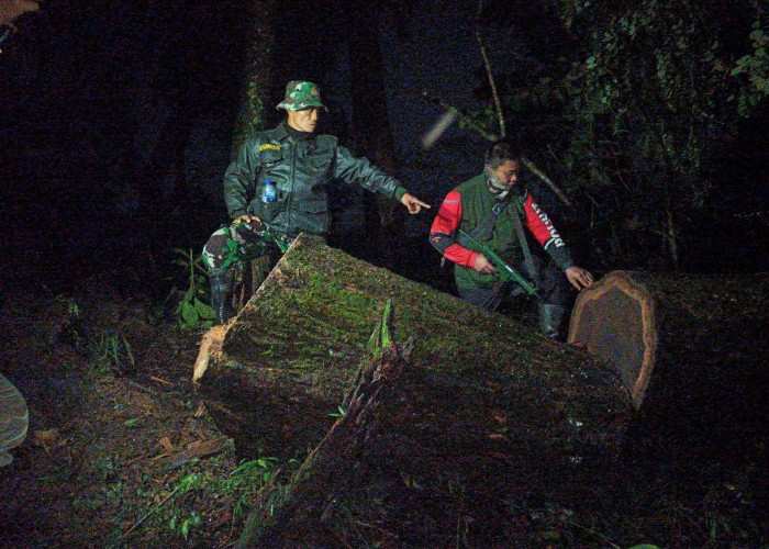 Komplotan Pembalakan Liar di Hutan Gunung Ciremai Incar Pohon Bernilai Jual Tinggi