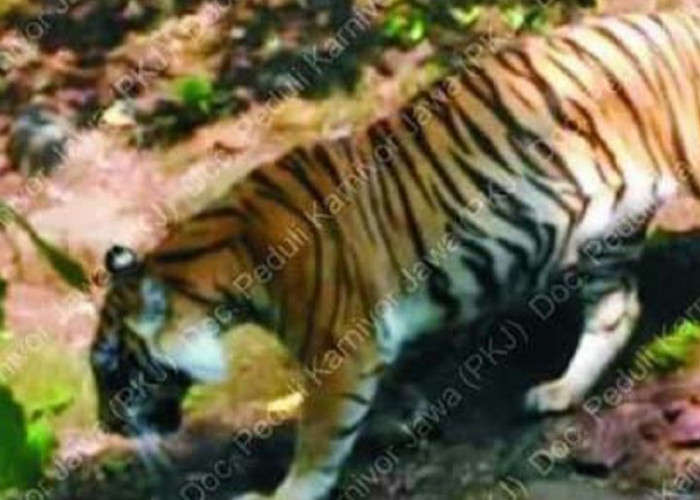 Kisah Harimau Jawa di Gunung Ciremai, Ada Saksi Mata Melihat, Tapi Tak Pernah Terpotret Kamera