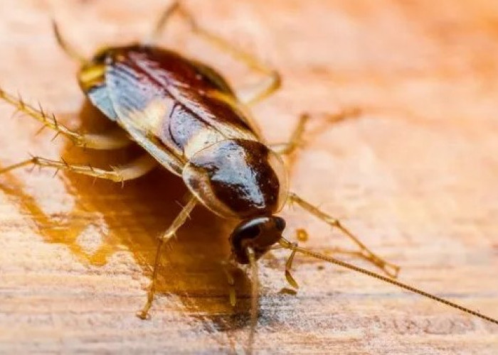 Fossil Hidup? Mengenal Lebih Dalam 4 Fakta Unik Serangga Kecoak yang Semakin Dilupakan