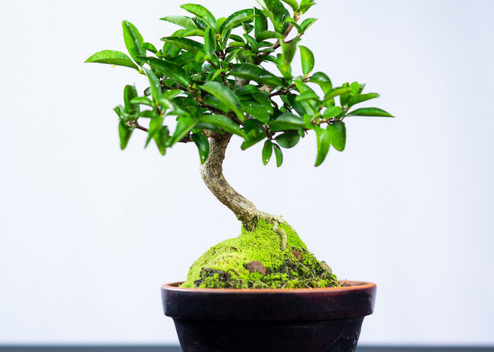 Tak Perlu Beli, Inilah 5 Jenis Tanaman yang Bisa Dibuat Bonsai, Punya Bentuk yang Unik Jadi Terlihat Menarik! 