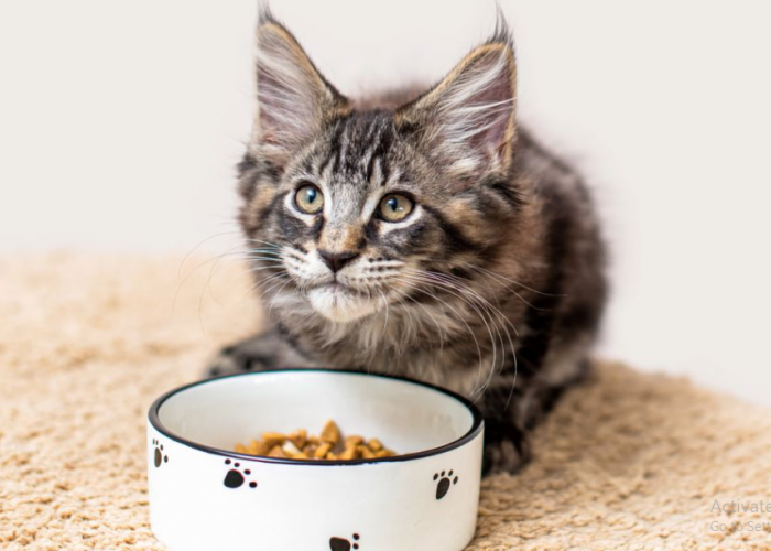 Wajib Tau! Berikut Jadwal Pemberian Makanan Kucing Untuk Kitten yang Tepat, Agar Anabul Gemuk dan Sehat