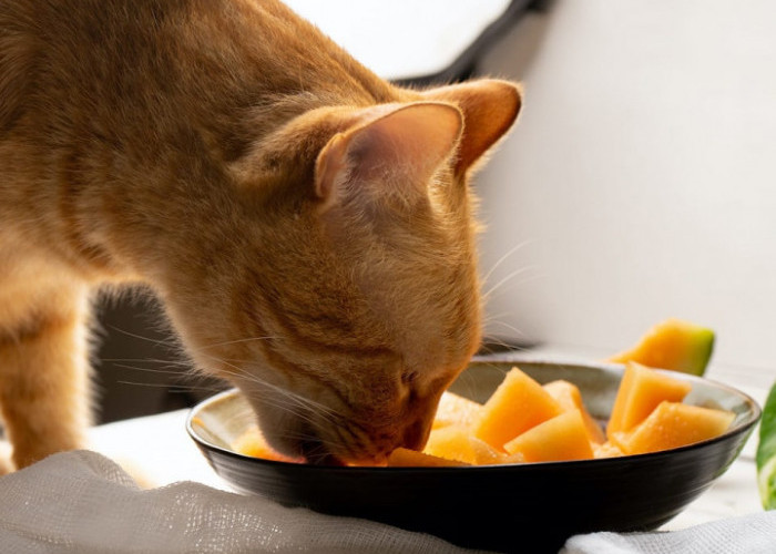 Apakah Hewan Karnivora Sejati Seperti Kucing Boleh Makan Buah Mangga? Boleh, Tapi... Berikut Penjelasannya!