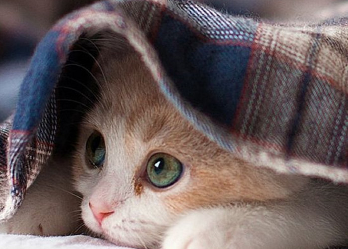 5 Cara Mengobati Kutu di Kucing serta Pencegahan dan Peringatannya di Bawah ini