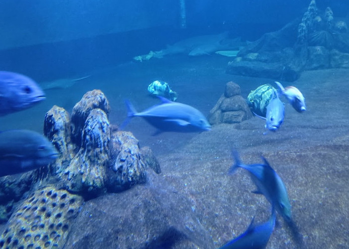 Mei Banyak Long Weekend, Wisata di Pangandaran Ini Bisa Jadi Pilihan, Ada Aquarium Raksasa