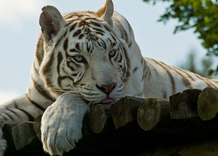 4 Fakta Kelam Harimau Putih Singapura, yang Menyedihkan dan Bikin Terharu