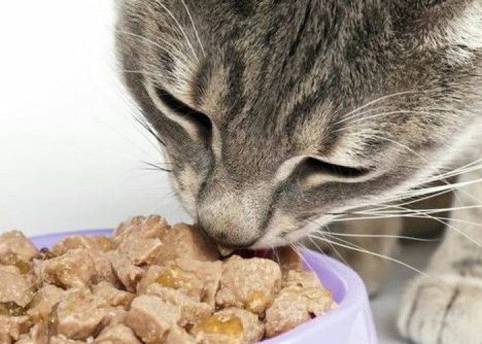 Jangan Asal Kasih! Ini Dia Jadwal Makan Kucing  Yang Benar Agar Sehat Dan Menjadi Penurut
