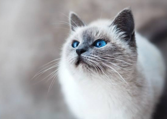 10 Aroma yang Tidak Disukai oleh Kucing, Ada Warna yang Juga Dibenci?