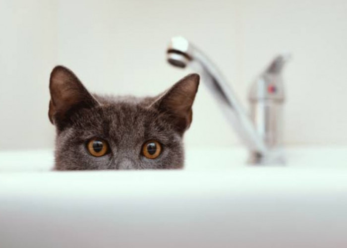8 Cara Mengatasi Kucing Susah Buang Air Besar, Lakukan Ini Sebelum Telat