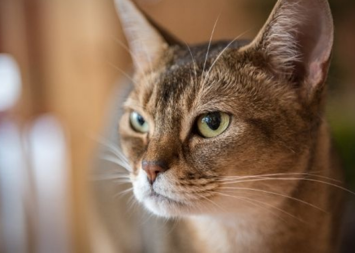 Jangan Sampai Dibiarkan! Ini 4 Ciri Kucing Sedang Bete atau Bad Mood, yang Perlu Perhatian Kita!