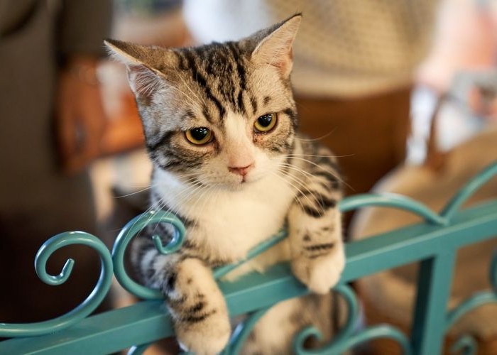 Kenapa Kucing Liar Suka Mengikuti Kita? Inilah 3 Penjelasannya, No 3 Sudah Pasti Suka Kamu!