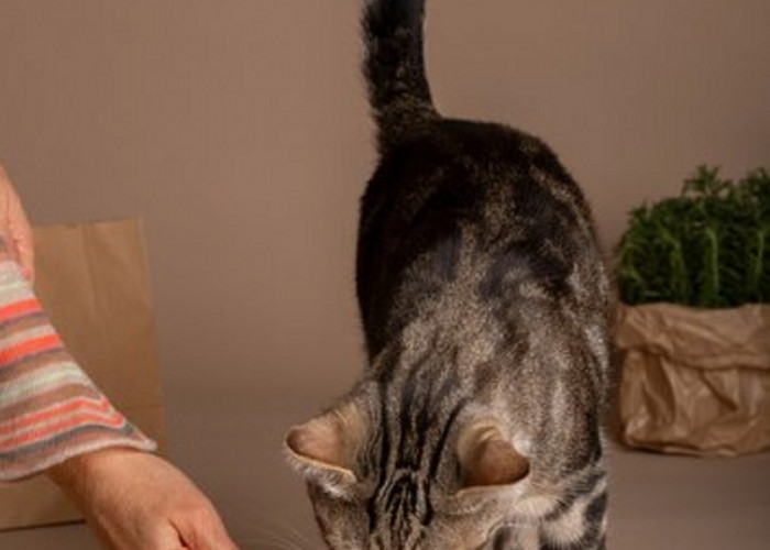 5 Merk Makanan Kucing Murah 20 Ribuan Yang Bisa Kamu Beli di Minimarket,Buat Kucing Sehat dan Penuh Nutrisi