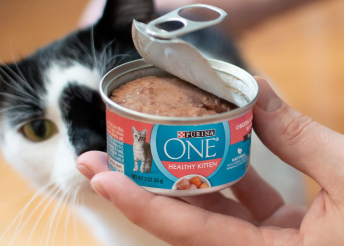 Perhatikan 4 Cara Menyimpan Makanan Kucing Kalengan yang Sudah Terbuka, Khusus Wet Food
