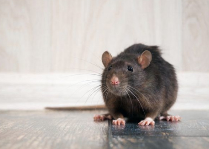5 Cara Mengusir Tikus di Plafon yang Ampuh Menggunakan Bahan Alami 