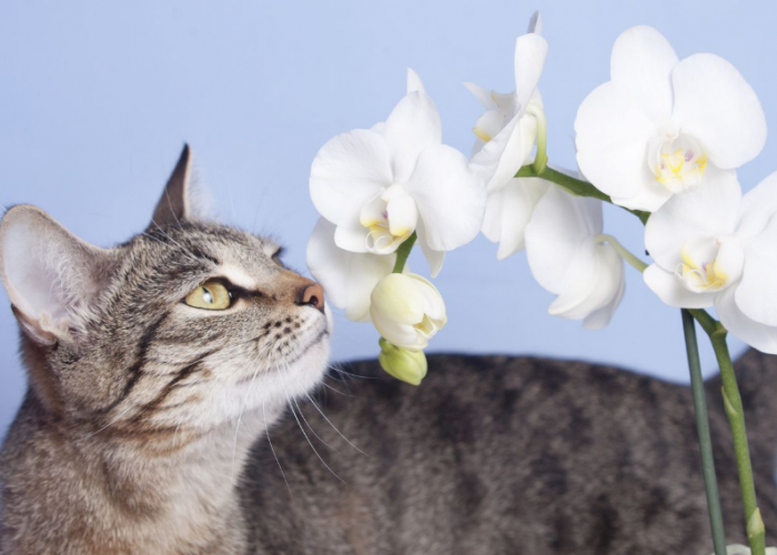 Daftar 4 Tanaman yang Tidak Beracun Untuk Kucing, Cocok Untuk Para Pecinta Kucing dan Tanaman Hias