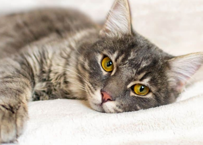 Kucing Itu Sensitif! Ini 5 Hal yang Sering Membuat Kucing Sedih dan Bahkan Depresi