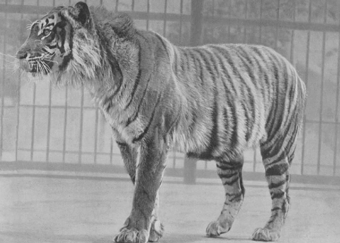 Temuan DNA dan Juga Adanya Laporan Warga, Inilah Penampakan Harimau Jawa Terbaru yang Sudah Punah