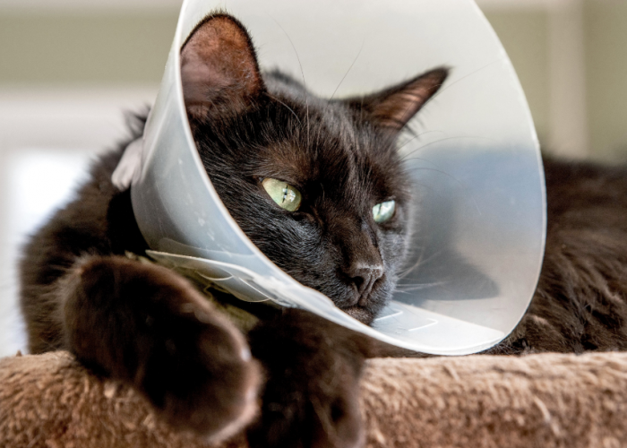 Ternyata Ini Alasan Kenapa Kucing Pakai Collar Setelah Steril atau Operasi!