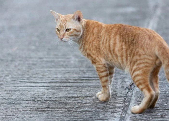 Mengenal Tanaman Catnip dan Alasan Mengapa Kucing Menyukainya