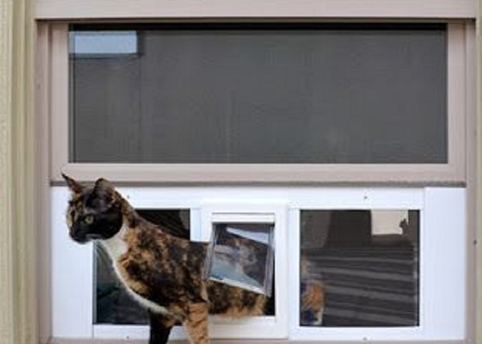 5 Alasan Kucing Minggat dari Rumahmu, Ternyata Kucing Ngambek Karena Hal Ini!