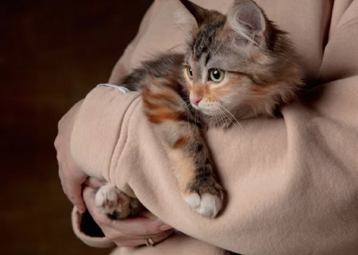 Kenali 6 Cara Kucing Berterimakasih Kepadamu, Ternyata Ini Yang Dilakukan Oleh Anabul