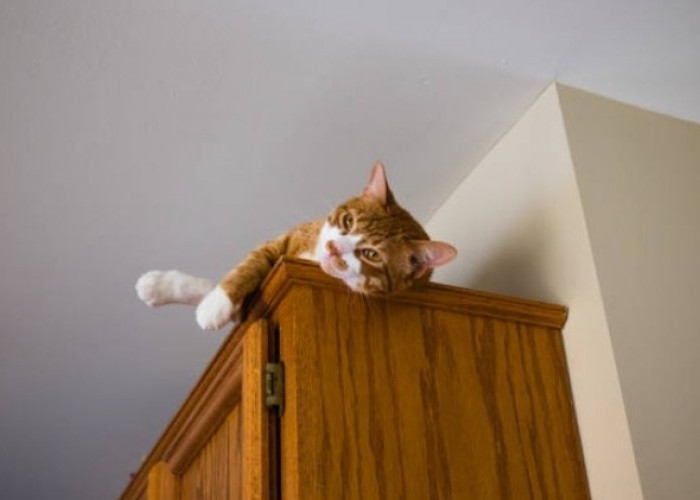 Kenapa Kucing Suka Tidur di Atas Lemari? Simak 4 Alasan Pentingnya Disini!