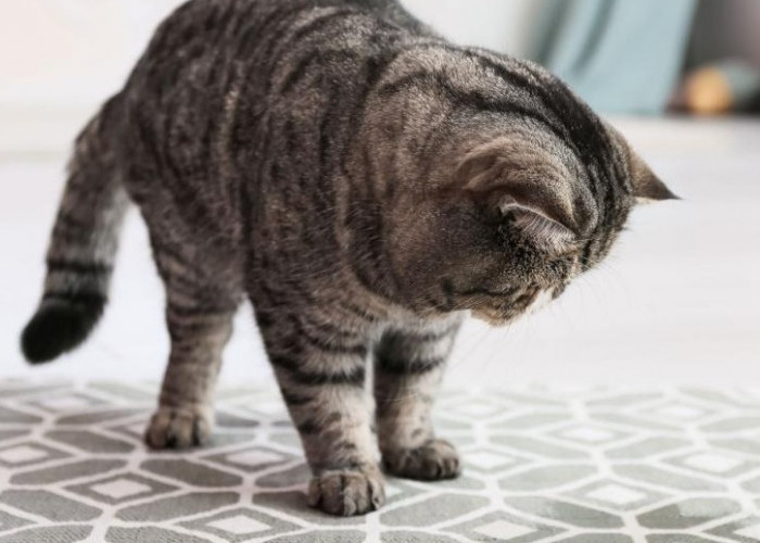 Baunya Gak Hilang-hilang? Ini 8 Langkah Hilangkan Bau Pesing di Karpet Ulah Kucing, Mudah dan Ampuh!