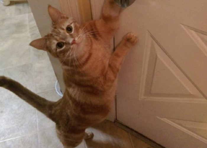 Kenapa Kucing Suka Menunggu di Depan Pintu? Ini Dia 7 Alasan Kucing Suka Menunggu di Depan Pintu