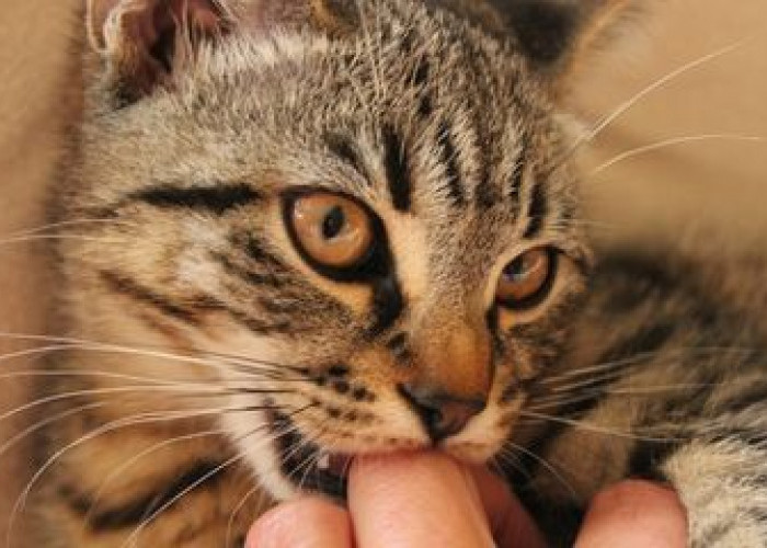 5 Alasan Kucing suka Mengigit Pemiliknya, Ternyata Beda Kondisi Beda Maknanya Lho! 