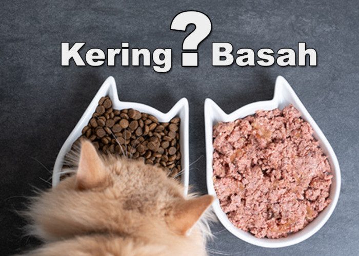 Perbandingan Makanan Kucing Basah dan Kering, Lebih Bagus yang Mana?