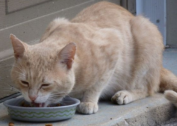 Buat Kucing Makin Gemoy, Ini Dia Rekomendasi 5 Makanan Kucing Murah Yang Paling di Cari Pecinta Kucing!