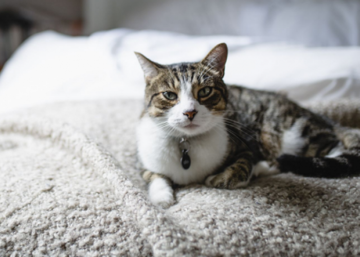 Kenapa Kucing Mengikuti Kita ke Kamar TIdur? Berikut 4 Alasan yang Wajib DIketahui Pemilik Kucing