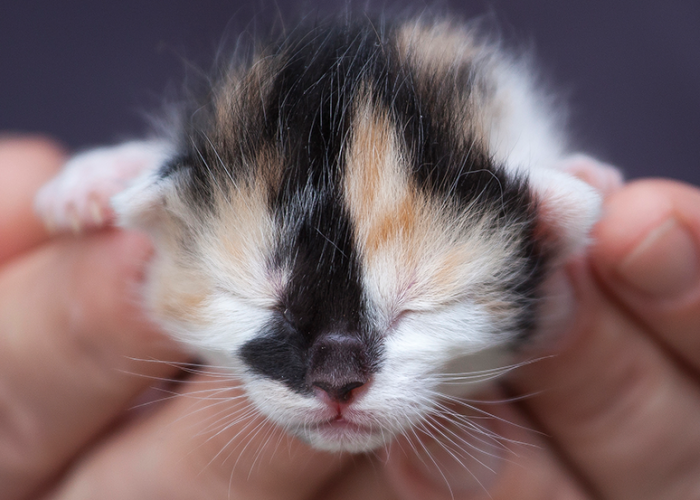 Cara Menolong Anak Kucing yang Sedang Sekarat, Tanpa Pergi ke Dokter Hewan