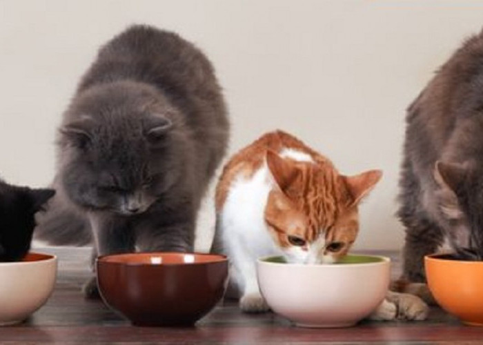 Ini Dia Takaran Makanan Kucing Yang Tepat Sesuai Dengan Usianya, Para Pemilik Kucing Wajib Baca!