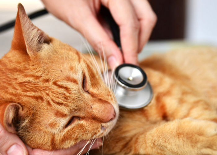 5 Cara Memberikan Makan Kucing Sakit, Tips Menambah Nafsu Makan Anabul