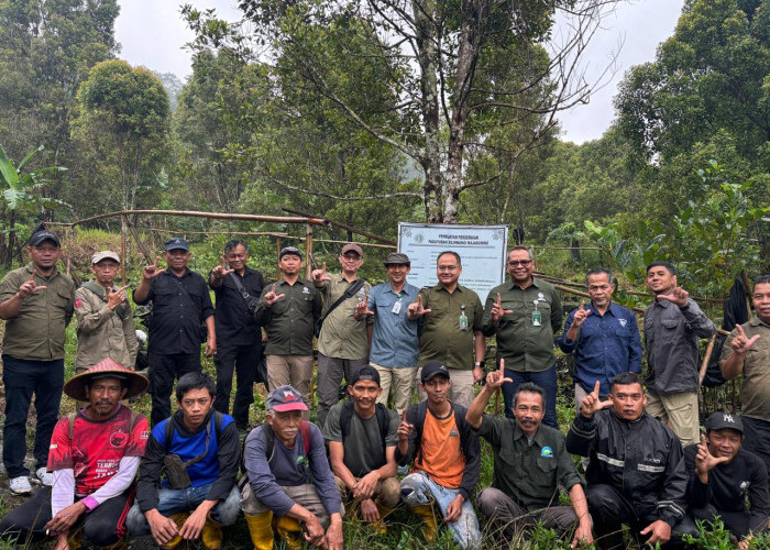 Kisruh Penyadapan Getah Pinus, Penasehat Kemenhut Turun Langsung ke Ciremai
