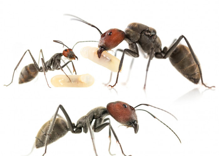 5 Tips Mengatasi Semut yang Bersarang di Dalam Rumah, Sangat Ampuh! Ternyata Mudah Dilakukan