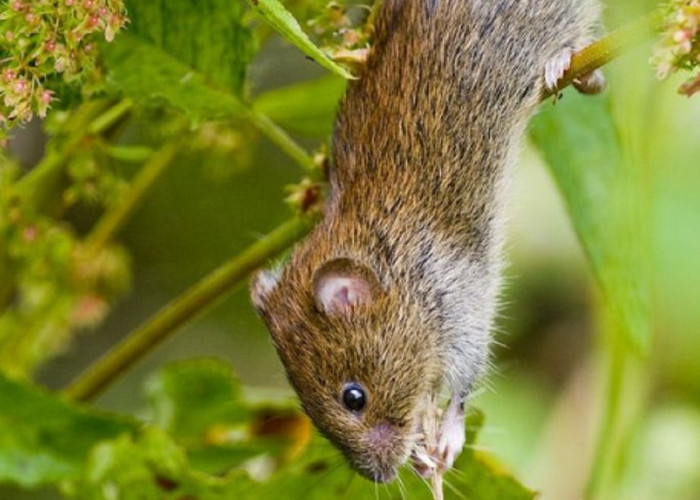 Tikus Tidak Menyukai Aromanya, Berikut 6 Bahan Dapur Yang Ampuh Mengusir Tikus Dari Rumah
