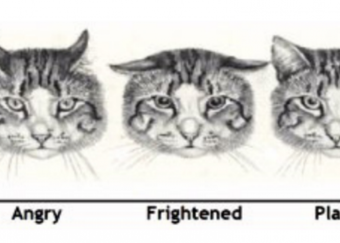 5 Arti Bahasa Tubuh Kucing Melalui Gerakan Telinga yang Jarang Diketahui