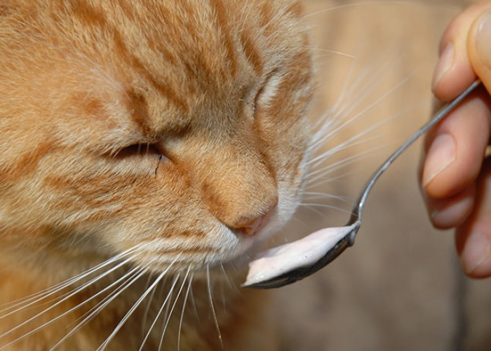 Dijamin Suka! Ini 4 Makanan Rumahan Favorit Kucing Kampung, yang Bagus Untuk Menggemukan