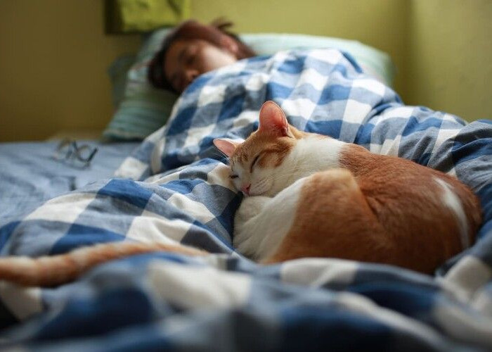 Menarik! Ternyata Inilah 5 Alasan Kenapa Kucing Suka Tidur Dekat Pemiliknya, Salah Satunya Bahasa Cinta Kucing