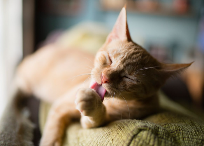 Ternyata Ini 5 Alasan Kenapa Kucing Suka Menjilati Badannya Sendiri, Gak Cuma Membersihkan Diri!